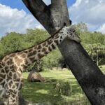 20253d开奖历史开奖号码完整记录汇总 5c5obh9t