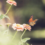 2025年3D彩票第092期开奖结果查询与号码分析 8ef22pr